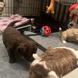 Havanese puppies from Homeward Havanese, LLC