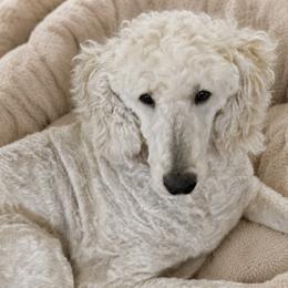 Maggie - Cream female Poodle puppy in Southfield, Michigan from Standard Hearts