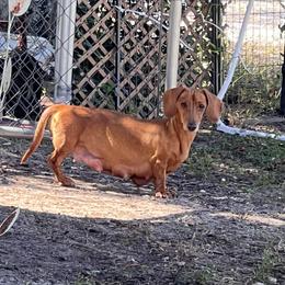 Buttercup - Dachshund