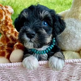 Millie - Black and silver female Miniature Schnauzer puppy in Bixby, Oklahoma from The beansprouts