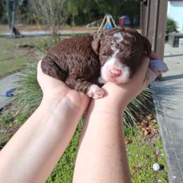 Mocha - Brown and white male Bernedoodle puppy in Fort White, Florida from Jade