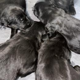 Girl 2 - Black female Giant Schnauzer puppy in Bois D’arc, Missouri from Down Low Kennels