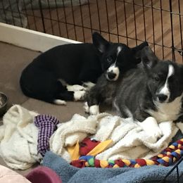 Cardigan Welsh Corgi Puppies from Grandiose Cardigan Welsh Corgis