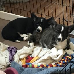 Cardigan Welsh Corgi Puppies from Grandiose Cardigan Welsh Corgis