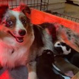 Toy Australian Shepherd puppies from Mikayla Chouinard's Aussies