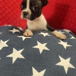 Jetta - Black and white female Boston Terrier puppy in Tampa, Florida from Bayshore Boston Terrier’s