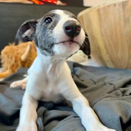 Casper - White and fawn brindle male Whippet puppy in Fort Myers, Florida from Rainbow Whippets