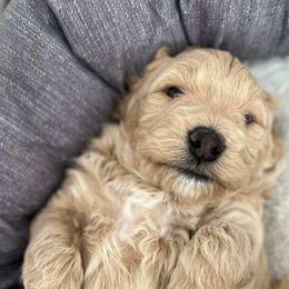 Goldendoodles from Bailey’s Goldendoodles