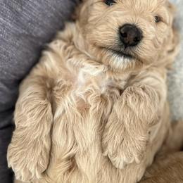 Goldendoodles from Bailey’s Goldendoodles