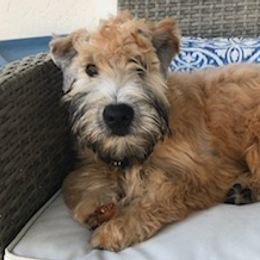 Soft Coated Wheaten Terriers from Wicklow Wheatens