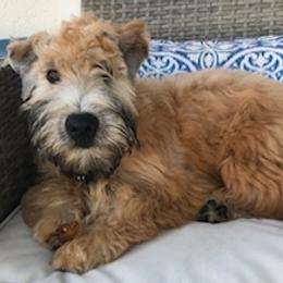 Soft Coated Wheaten Terriers from Wicklow Wheatens
