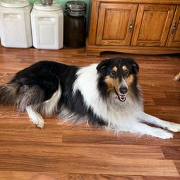 Bandit - Collie