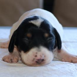 Puppy E Family Raised Purebred Genetically DNA Tested Parents - Black and tan female Dachshund puppy in Haines City, Florida from Divine Dachshunds