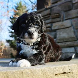 Noah - Black and white male Portuguese Water Dog puppy in Hamptonville, North Carolina from Alabama Havanese Kennel Tidewater Kennel