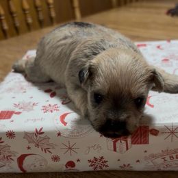 Black collar - Salt and pepper female Miniature Schnauzer puppy in Prescott, Washington from Winona Schnauzers