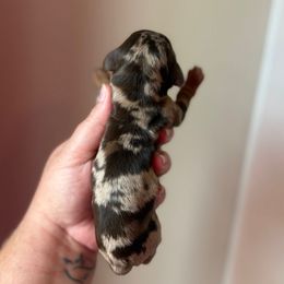 Freddy - Dapple male Dachshund puppy in Lebanon, Tennessee from Thomas Homestead and Rabbitry