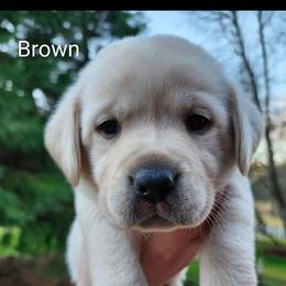 Brown collar - Yellow male Labrador Retriever puppy in Mossyrock, Washington from White River Labradors