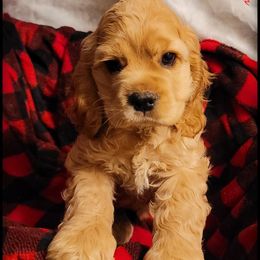 Cocker Spaniel Puppies from -PrincetonzSpanielz-