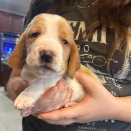 GREEN boy Winston - Red and white male Basset Hound puppy in Saint Cloud, Florida from Mockingbird Hollow Bassets