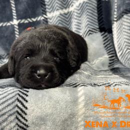 Orange - Black male Labrador Retriever puppy in Beaverdam, Virginia from Riverside Sunset Labrador Retrievers