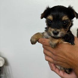 Traditional male (no collar ) - Black and tan Yorkshire Terrier puppy in Pikeville, North Carolina from A Yorkie’s World