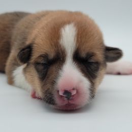 Pembroke Welsh Corgi Puppies from West Coast Corgi