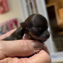 Girl 1 - Chocolate female Chihuahua puppy in Leesburg, Florida from Mystic Angels Chihuahuas