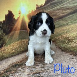 Pluto - English Springer Spaniel puppy in Pine Island, Minnesota from Country Breeze Springer Spaniels