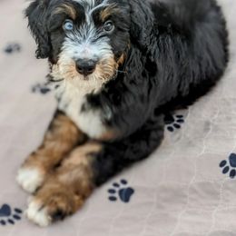 Aussiedoodle, Australian Shepherd, and Golden Retriever Puppies from Hope & Joy Acres