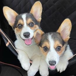 Pembroke Welsh Corgis from Popp Ranch Pembroke Welsh Corgis