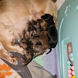 Girl 4 coming soon - Red female Dachshund puppy in Lebanon, Oregon from Willow Moons Dachshunds