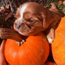 Shake - Ruby male Cavalier King Charles Spaniel puppy in Brookings, South Dakota from Precious Pooches Cavalier King Charles Spaniels