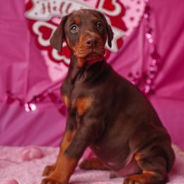 Doberman Pinscher and Labrador Retriever Puppies from GFDutton Retrievers & Dalla Grazia Dobermans