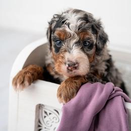 Ethel - Merle female Bernedoodle puppy in Lititz, Pennsylvania from Sleepy Hollow Acres