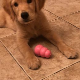Golden Retriever Puppies from Rangel’s Adorable Golden Retrievers of Dallas Texas