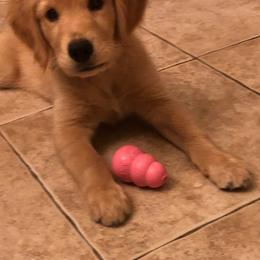 Golden Retriever Puppies from Rangel’s Adorable Golden Retrievers of Dallas Texas