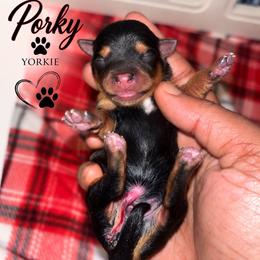 Porky - Black and tan male Yorkshire Terrier puppy in Gastonia, North Carolina from Banks Dynasty Kennel