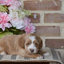 Cockapoo puppies from Country View Puppies ( License 18816)