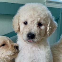 Mrs. Incredible - Cream female Goldendoodle puppy in Pensacola, Florida from Goldendoodles Love You in Pensacola Friend Edition