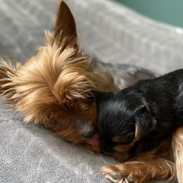 Yorkshire Terriers from Rose Puppies