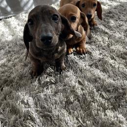Dachshund Puppies from Army of Dachshunds