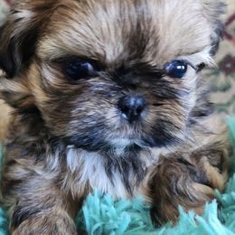 Shih Tzus from Darla's Shih Tzus