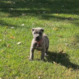 Xena (ears are cropped) - Gray brindle female Cane Corso puppy in Lititz, Pennsylvania from Lititz Cane Corsos