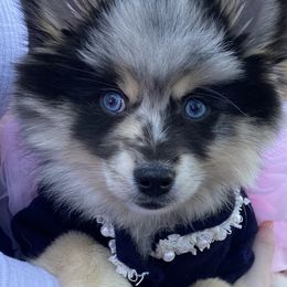 Mimi - Pomsky