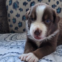 Australian Shepherd Puppies from Slemmer Aussies