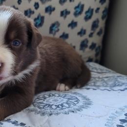 Australian Shepherd Puppies from Slemmer Aussies