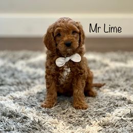 Mr Lime - Goldendoodle puppy from JD Goldendoodles