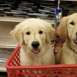 French Bulldog, Goldendoodle, and Golden Retriever Puppies from Crystal Coast Kennels, LLC