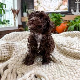 ..::  n u t m e g  ::..    ( t e d d y .::. b e a r ) - Brown female Poodle puppy in Hooper, Utah from Anchor Dogs