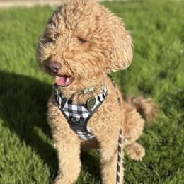 Goldendoodle Puppies from Gingerdoodles